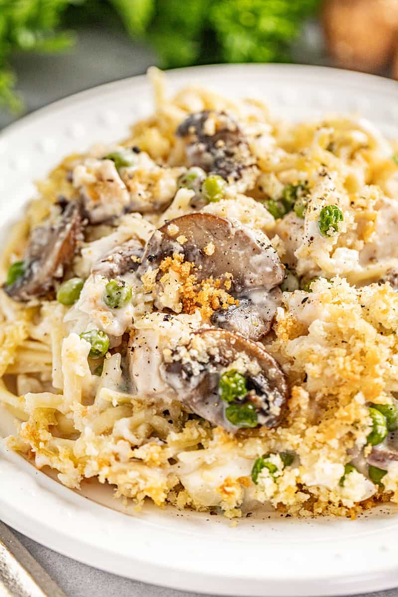 Creamy chicken tetrazzini on a white dinner plate