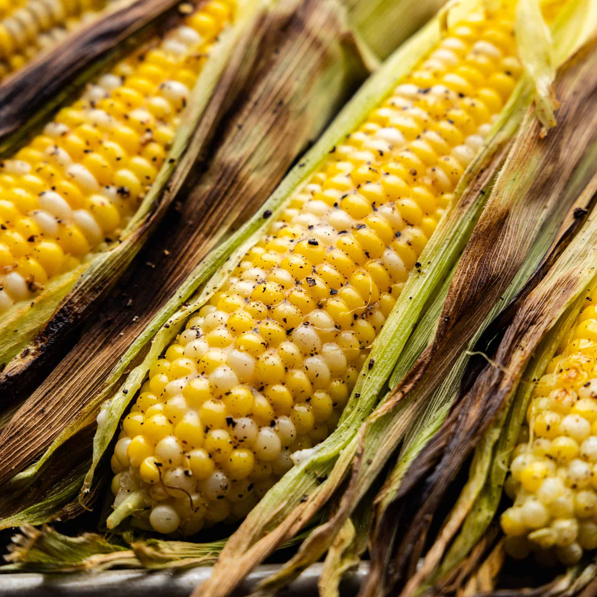 Three ears of corn on the cob with peeled back husks.
