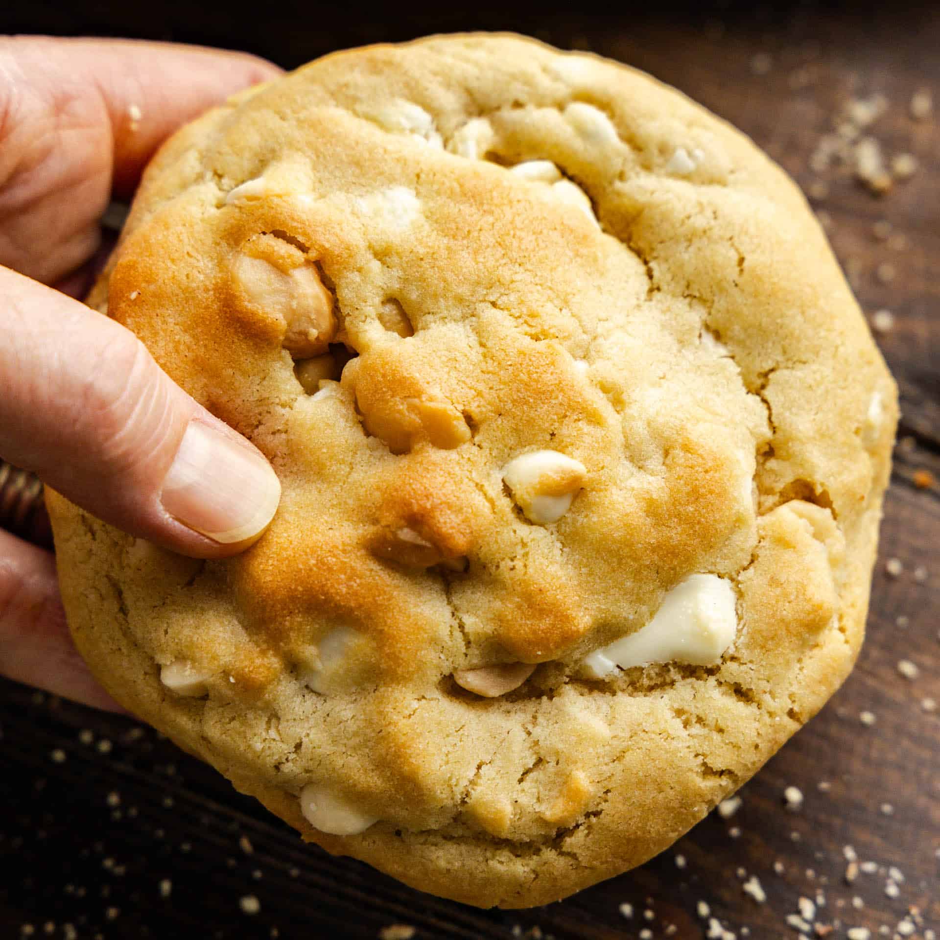 A hand holding a bakery style white chocolate macadamia nut cookie.